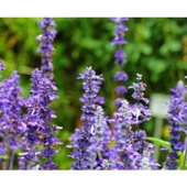 Simagro Tohum Adaçayı Tohumu 50 Adet 5 li Paket - 1