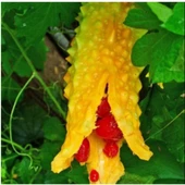 Simagro Kudret Narı Tohumu 5 Adet Tohum - 1