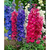 Simagro Tohum Hazeran Çiçeği 30 Adet Tohum - 1