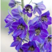 Simagro Tohum Hazeran Çiçeği 30 Adet Tohum - 2