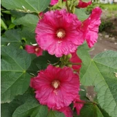 Simagro Tohum Hatim Çiçeği 50 Adet Tohum - 2