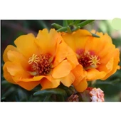 Simagro Tohum Sarı Şebboy Tohumu 100 Adet Tohum - 1