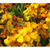 Simagro Tohum Sarı Şebboy Tohumu 100 Adet Tohum - 2