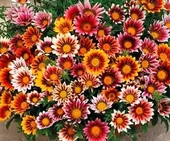 Simagro Tohum Meramlı Kız 20 Adet Tohum - 2