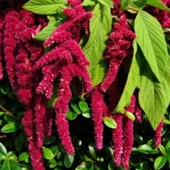 Simagro Tohum Tilki Kuyruğu Çiçeği 100 Adet Tohum - 1