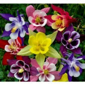 Simagro Tohum Yer Küpelisi 50 Adet Tohum - 1