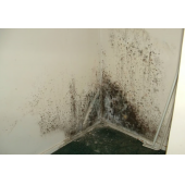 Dry Fix NMS 10 Nem Rutubet Küf Boyası 1 kg thumbnail 2