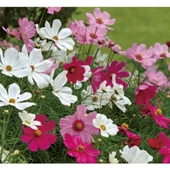 Simagro Tohum Kosmos Çiçeği 30 Adet Tohum - 2