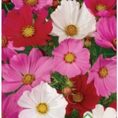 Simagro Tohum Kosmos Çiçeği 30 Adet Tohum - 1