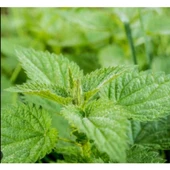 Simagro Tohum Isırgan Otu 100 Adet Tohum - 2