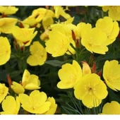 Simagro Tohum Ezan Çiçeği 100 Adet Tohum - 1