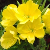 Simagro Tohum Ezan Çiçeği 100 Adet Tohum - 2