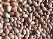 Yerli Ata Tohumu Sarı Şeker Sırık Fasulye 25 Gr thumbnail 1