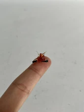 El Yapımı Mini Murano Cam Istakoz Biblo A145-09 thumbnail 4