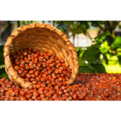 1KG FINDIK KARGO BEDAVA Doğal ve Lezzetli Fındık Satışı -Uygun Fiyata 1 kg Kabuklu Fındık - 1