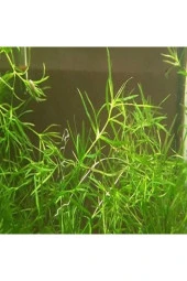 Najas Guadulapensis (guppy Grass) Lepistes Otu 8 Adet - 1