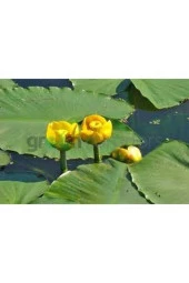 Nilüfer Nuphar Japonica Su Üstü Bitkisi Soğan Halinde - 1