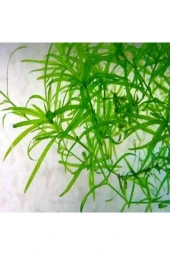 Najas Guadulapensis (guppy Grass) Lepistes Otu 8 Adet - 4