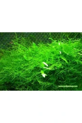 Moss "java Moss" 1 Pkt - 1