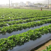 ÇİLEK MULCH NAYLONU 100 CM x 1000 METRE SİYAH TABAN ÖRTÜSÜ PİDOK ÇİLEK MULCH 30 MİCRON UV Lİ SEBZE NAYLONU - 3