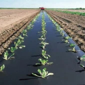 ÇİLEK MULCH NAYLONU 100 CM x 1000 METRE SİYAH TABAN ÖRTÜSÜ PİDOK ÇİLEK MULCH 30 MİCRON UV Lİ SEBZE NAYLONU - 4
