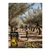 SAKLI VADİ Mudanya Köy Koop. Soğuk Sıkım Zeytin Yağı 5 Lt - 2