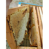 Balmumu Külçe 1kg - 6