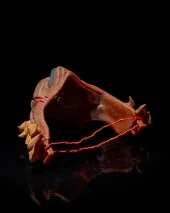 Aslan Kral Cadılar Bayramı Yüz Maskesi - 5