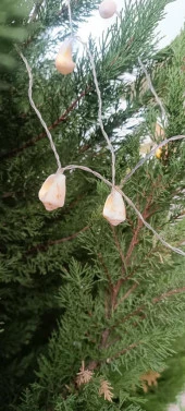 Deniz Kabuklu Pilli Dekoratif Led Işık Yılbaşı Süsü 2 Metre - 3