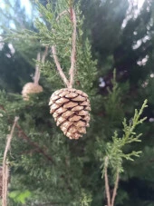 5 Adet İpli Çam Kozalak Yılbaşı Çam Ağaç Süsü Hobi Parti Malzemesi Altın Simli Renk - 4