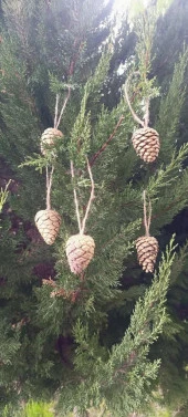 5 Adet İpli Çam Kozalak Yılbaşı Çam Ağaç Süsü Hobi Parti Malzemesi Altın Simli Renk - 5