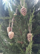 5 Adet İpli Çam Kozalak Yılbaşı Çam Ağaç Süsü Hobi Parti Malzemesi Altın Simli Renk - 10