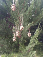 5 Adet İpli Çam Kozalak Yılbaşı Çam Ağaç Süsü Hobi Parti Malzemesi Altın Simli Renk 15868 - 3