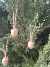 5 Adet İpli Çam Kozalak Yılbaşı Çam Ağaç Süsü Hobi Parti Malzemesi Altın Simli Renk 15869 - 3