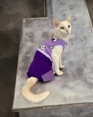 Chique Panda Kedi Tulumu Kedi Kıyafeti Kedi Elbisesi thumbnail 2