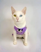 Chique Panda Kedi Tulumu Kedi Kıyafeti Kedi Elbisesi thumbnail 6