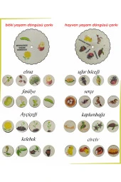 Bilgi Çarkı Fen Seti 2 Yaşam Döngüsü - 2