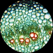 TriLine 2500X Binoküler Bileşik Biyolojik Laboratuvar Mikroskop thumbnail 7