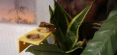 Terrarium Besleyici Plastik Aparat - 1