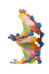 Dna Modeli 1 Paket Evadan DNA Yapım Seti Dna Saemalı Deney Yapım Seti Okul Materyali - 3
