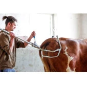 HK Büyükbaş Doğum Krikosu Başlığı(58cm)-106821 thumbnail 4