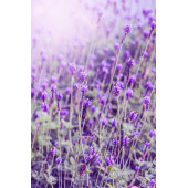 Lavanta Uçucu Yağı 10 ml %100 Saf ve Doğal Aromaterapi Vegan Bitkisel Uçucu Yağ - 2