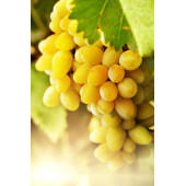 Üzüm Çekirdeği Yağı Soğuk Sıkım 50 ml %100 Saf ve Doğal Grape Seed Oil - 2