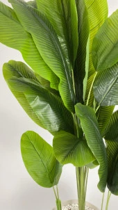 BİÇİÇEK   YAPAY AĞAÇ STARLİÇE BAMBU GÖVDELİ 220CM BÜYÜK BOY KIRIKBEYAZ RENK YALI SAKSIDA thumbnail 4