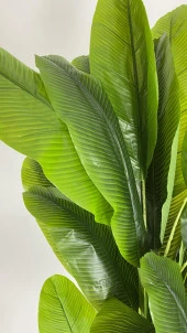 BİÇİÇEK   YAPAY AĞAÇ STARLİÇE BAMBU GÖVDELİ 220CM BÜYÜK BOY KIRIKBEYAZ RENK YALI SAKSIDA thumbnail 5