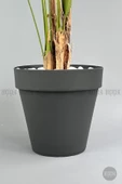 BİÇİÇEK   YAPAY AREKA AĞACI  BÜYÜK BOY PALMİYE AĞACI 4 BAMBU GÖVDELİ 220CM ANTRASİT RENK YALI SAKSIDA - 4