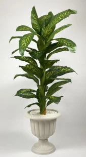 BİÇİÇEK   YAPAY AĞAÇ DİFENBAHYA BAMBU GÖVDELİ 200CM BÜYÜK BOY KIRIK BEYAZ RENK NERGİS SAKSIDA thumbnail 4