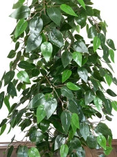 BİÇİÇEK   Yapay Benjamin ağacı 160cm thumbnail 1