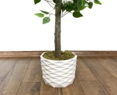 BİÇİÇEK   Yapay Benjamin ağacı 160cm thumbnail 3