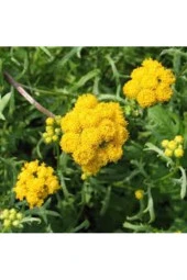 50 Adet Organik Hobi Bahçe Balkon Sarı Vapur Dumanı Çiçeği Tohumu Hediyeli - 1